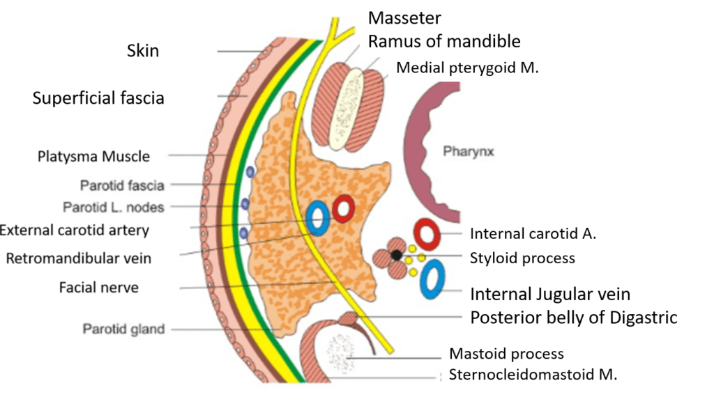 Parotid Gland Anatomy QA