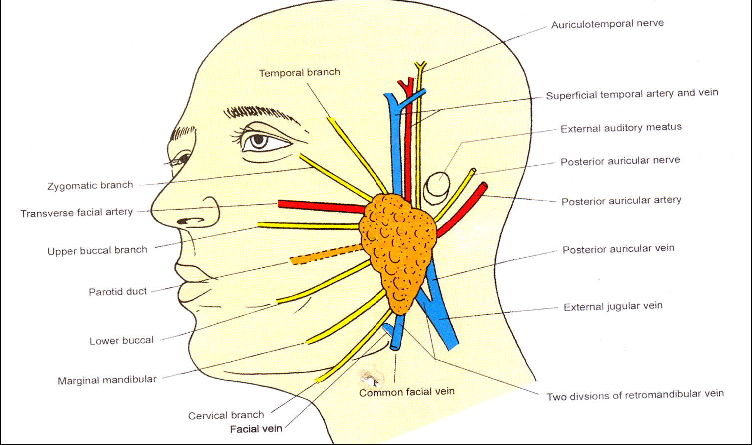 Glandula Parotida Inflamacion