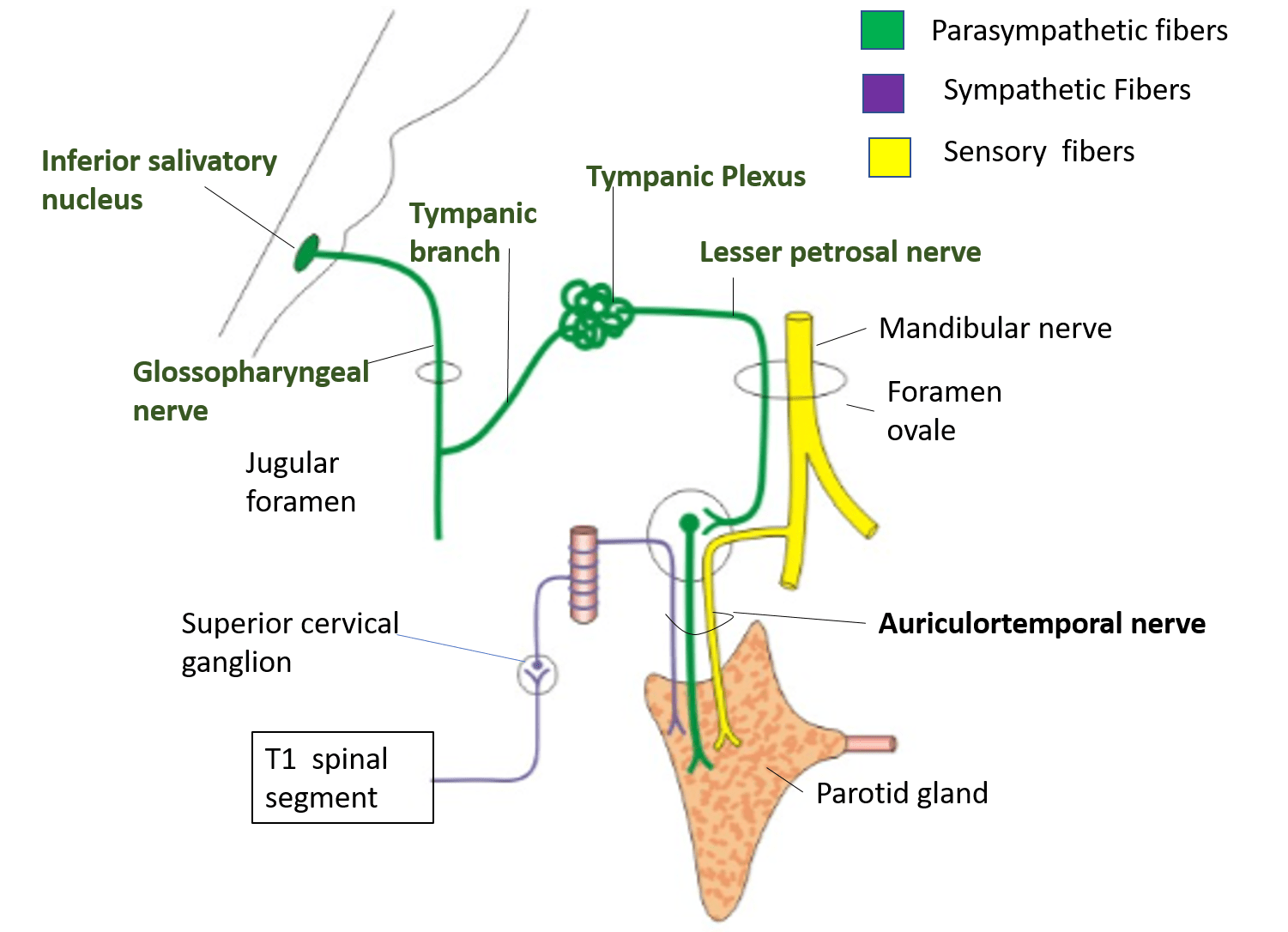 Parotid Gland Anatomy QA
