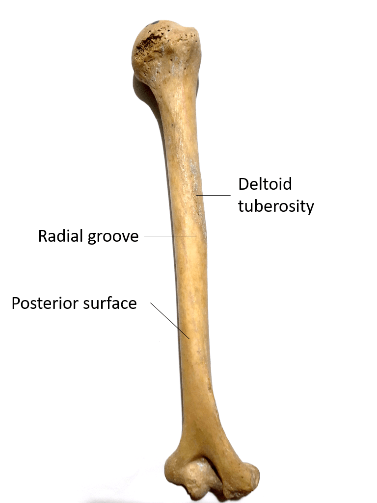 Humerus Anatomy QA
