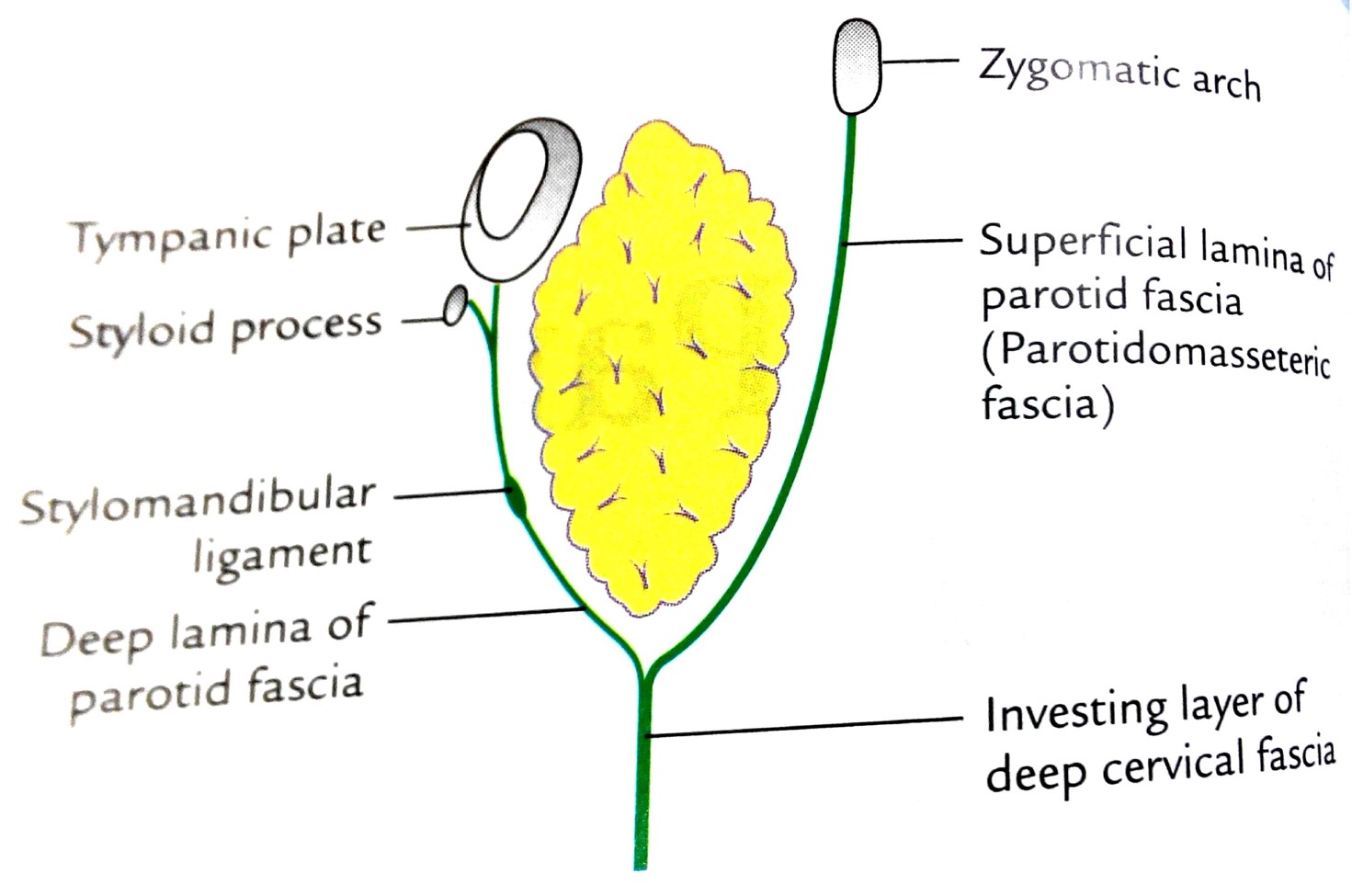 Parotid Gland Anatomy QA