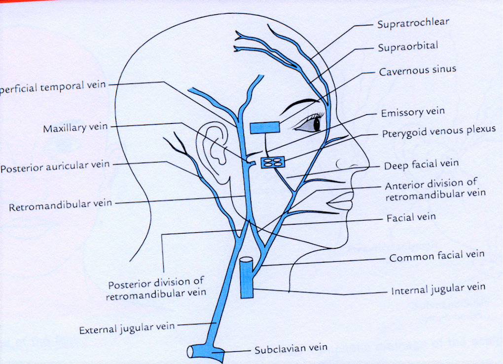 Face Muscles, Facial artery and Vein, Nerve supply Anatomy QA