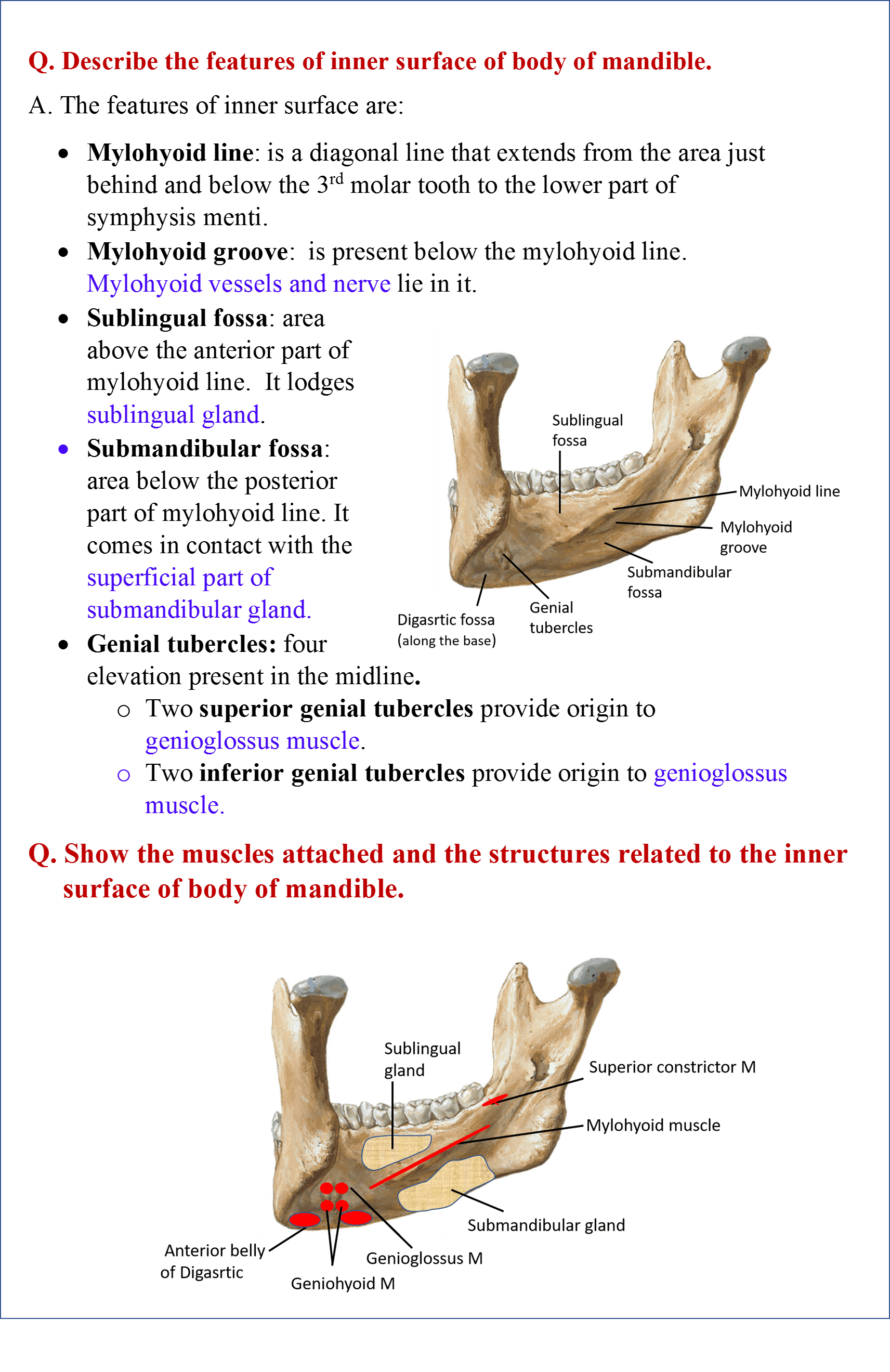 Mandible Anatomy QA