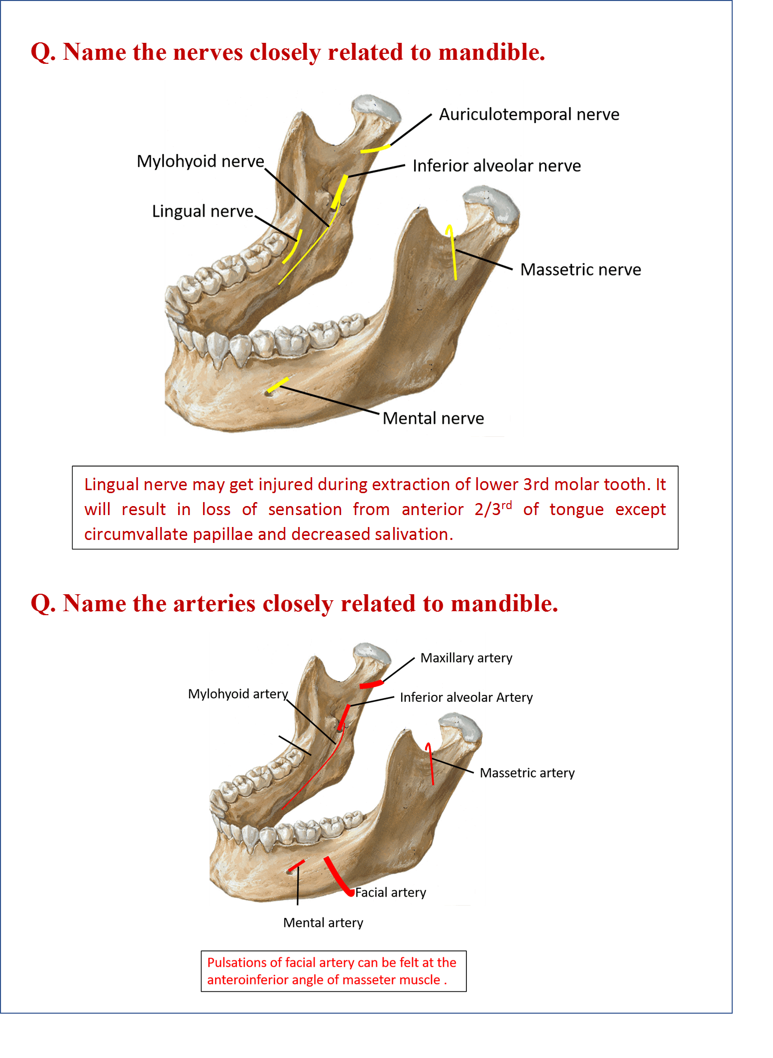 Mandible Anatomy QA
