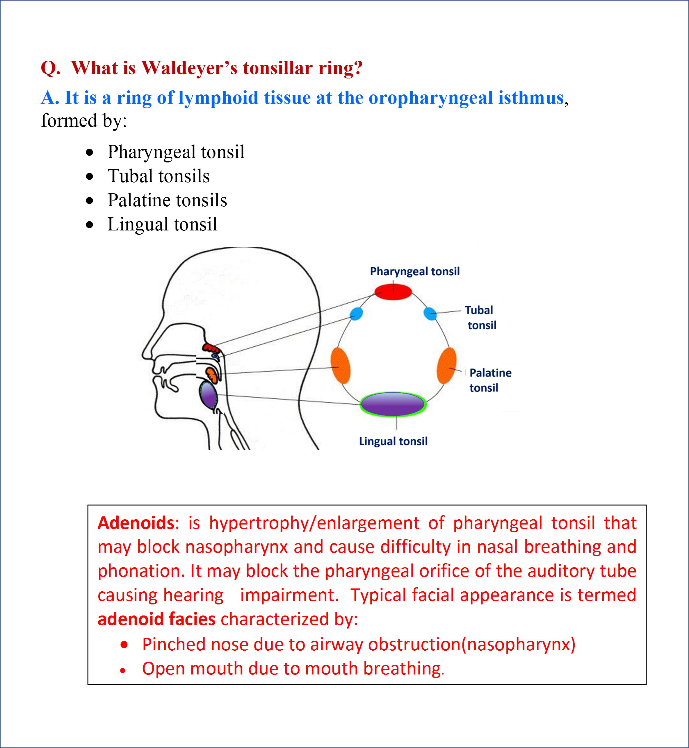 Palatine And Pharyngeal Tonsils