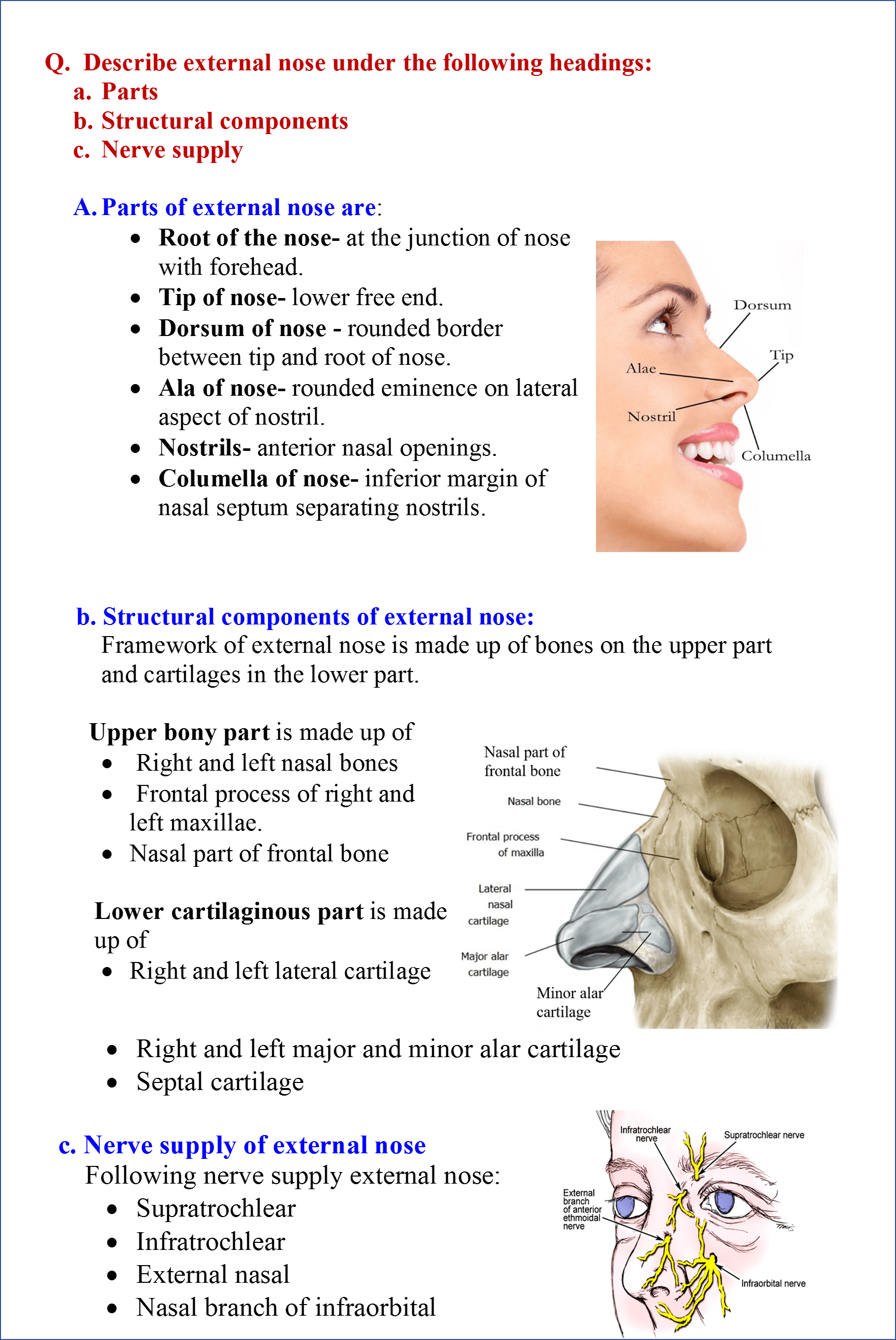 Nasal Cavity Nasal Septum Anatomy Nose and Nasal Cavity Anatomy QA