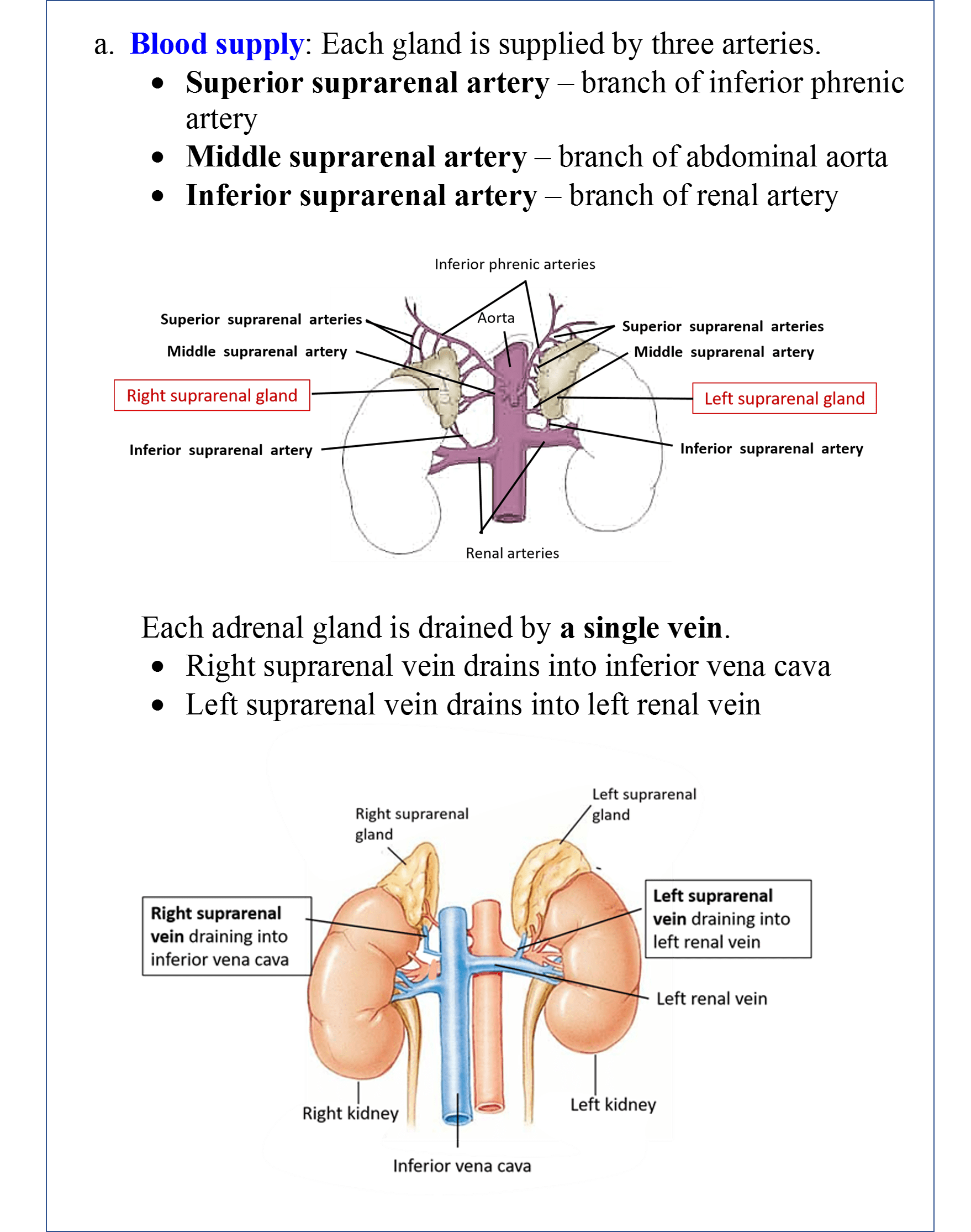 Suprarenal Gland/Adrenal Gland Anatomy QA