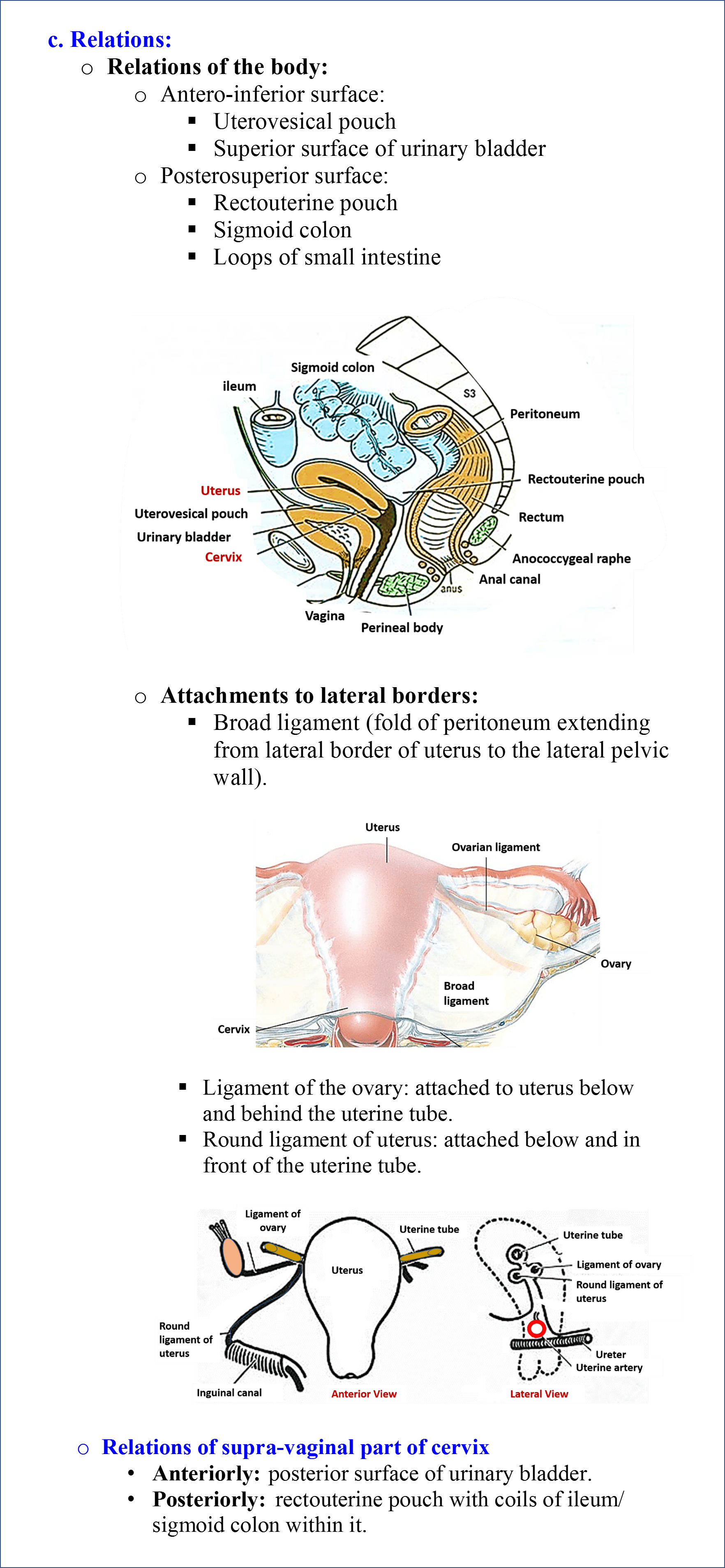 Uterus Anatomy QA