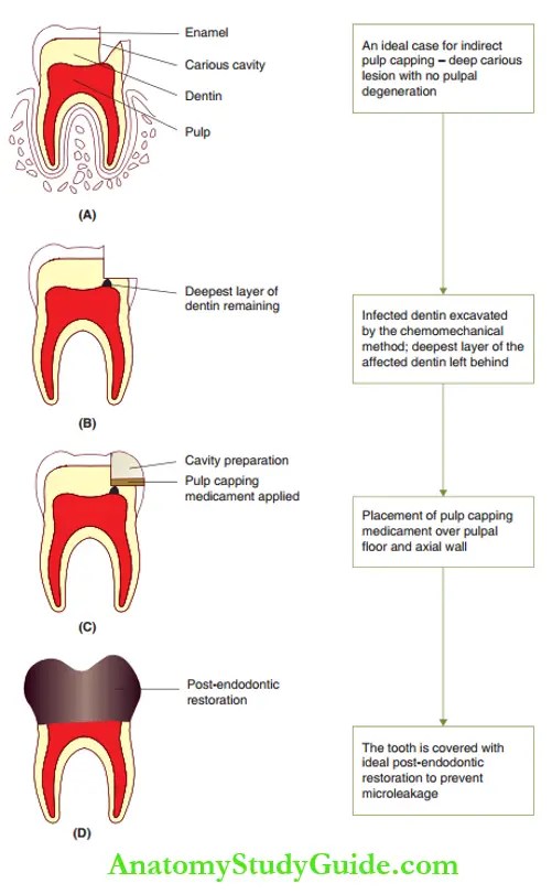Conservative Endodontic Therapy In Primary Teeth Notes Anatomy Study