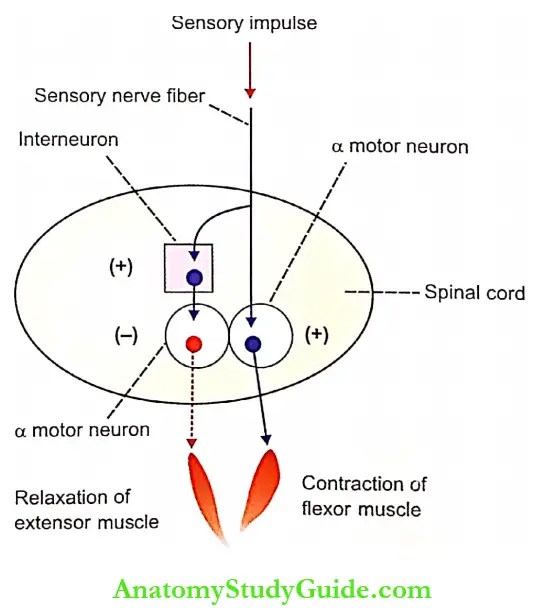 Reflex Action Meaning, Types, Parts, Significance Notes Anatomy