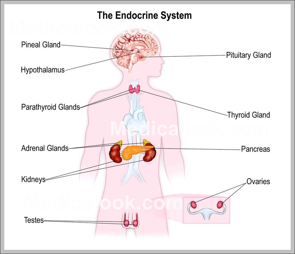 Anatomy Of Endocrine System Image Anatomy System Human Body Anatomy