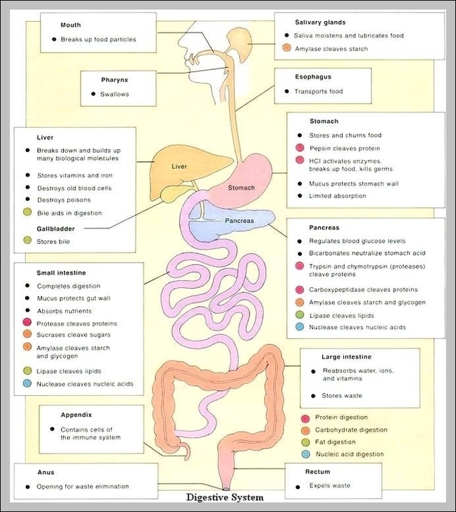 Digestive System Functions Image – Anatomy System – Human Body Anatomy