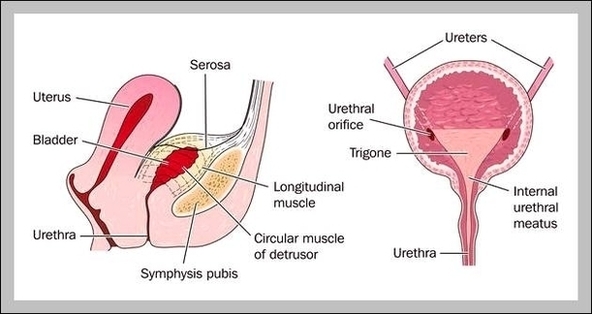 Female Bladder Image – Anatomy System – Human Body Anatomy diagram and