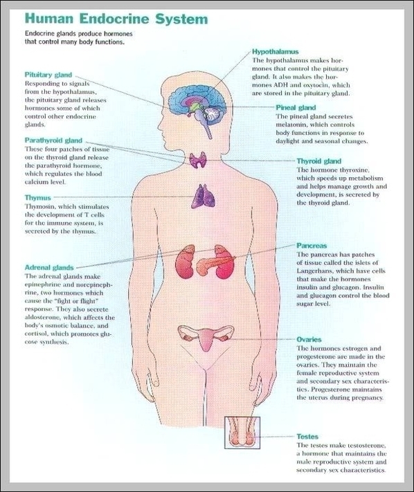In Anatomy System Human Body Anatomy diagram and chart images