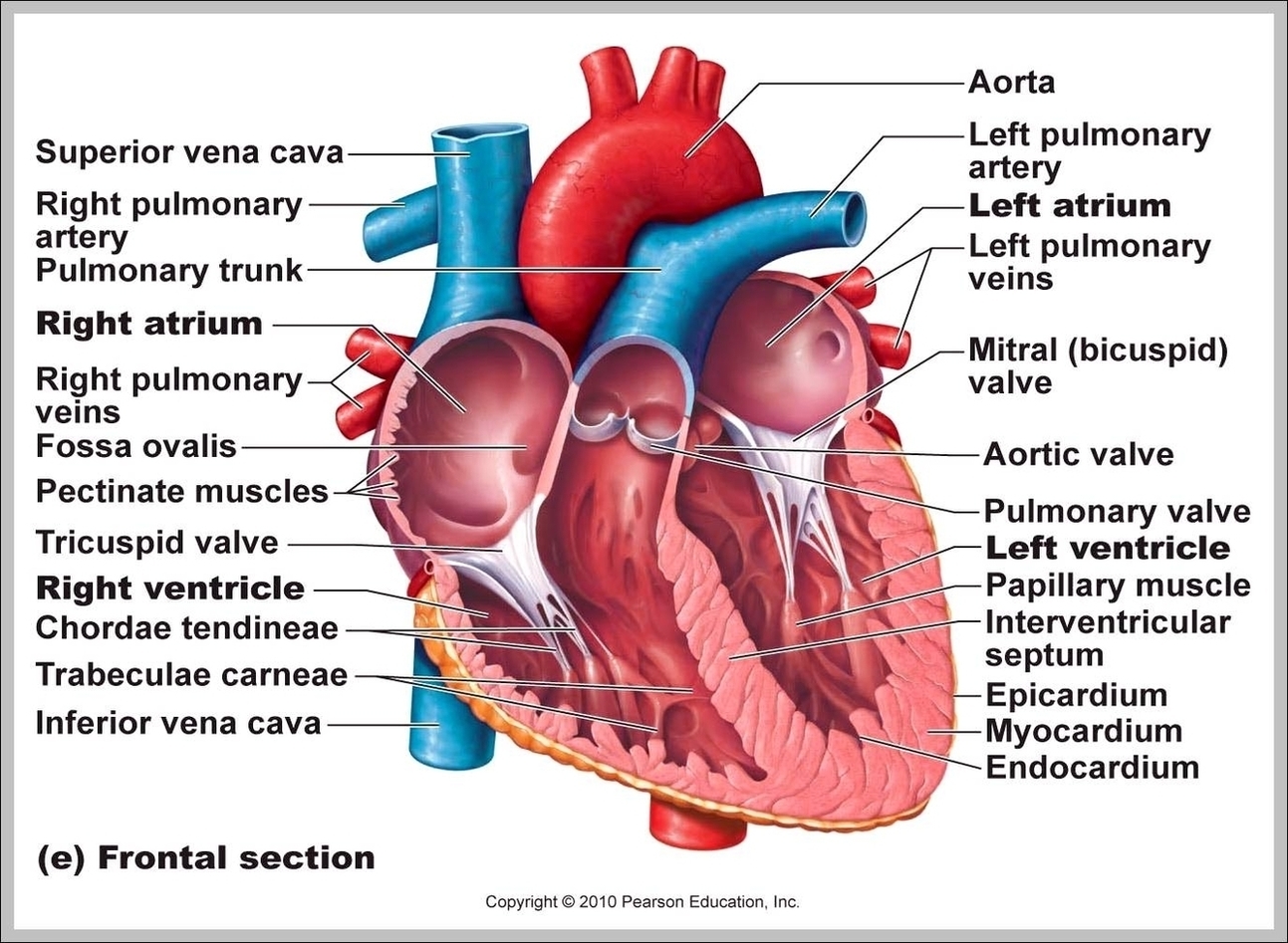 Labeled Human Heart Image – Anatomy System – Human Body Anatomy diagram