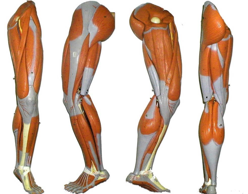 Leg Muscles And Ligaments Anatomy System Human Body Anatomy diagram