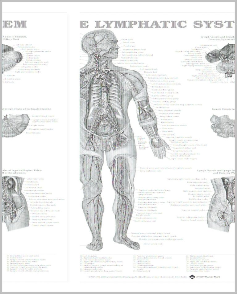 Lymphatic System Image Anatomy System Human Body Anatomy diagram and chart images