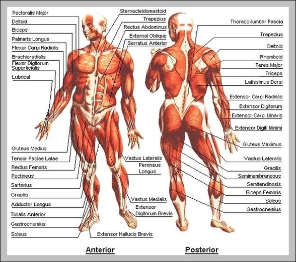 Map Of Body Muscles Image – Anatomy System – Human Body Anatomy diagram