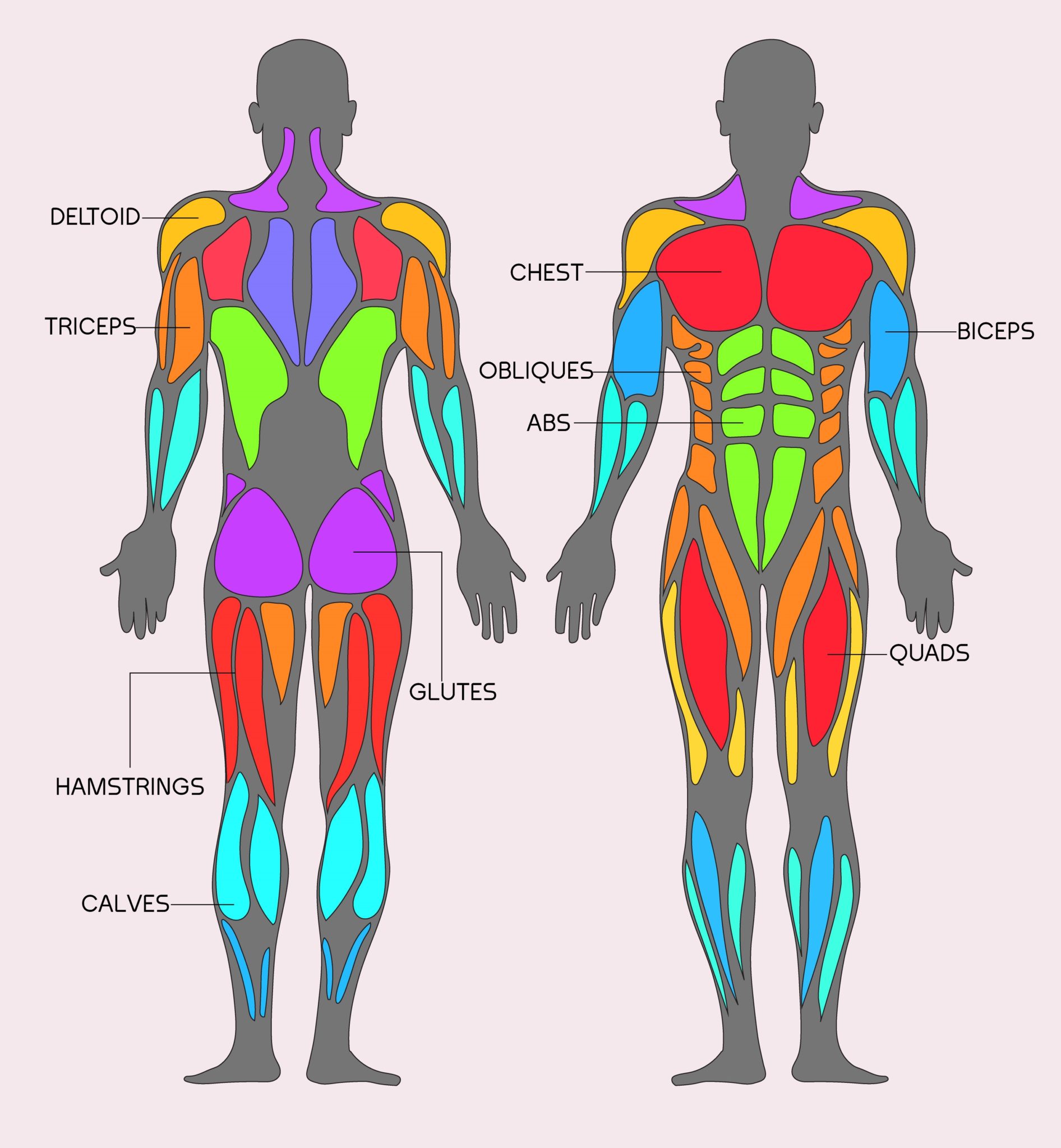 List 32+ Background Images diagrams of the muscles in the human body Sharp