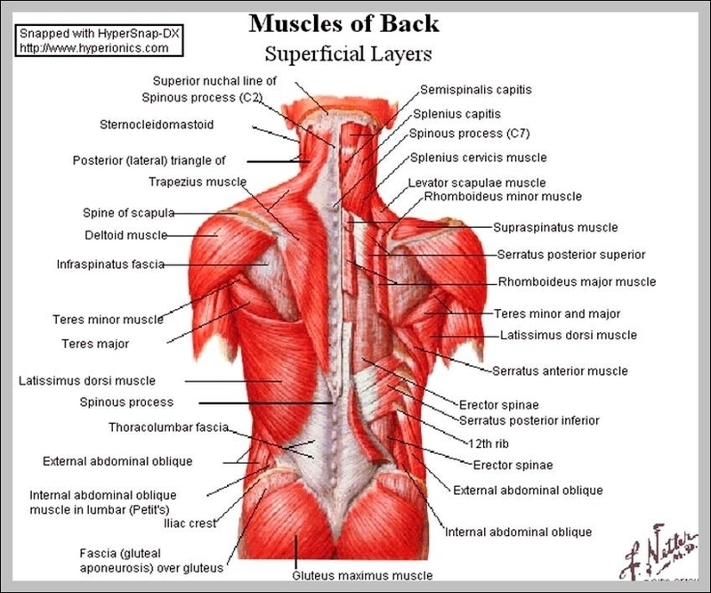 Shoulder Muscle Names Image Anatomy System Human Body Anatomy