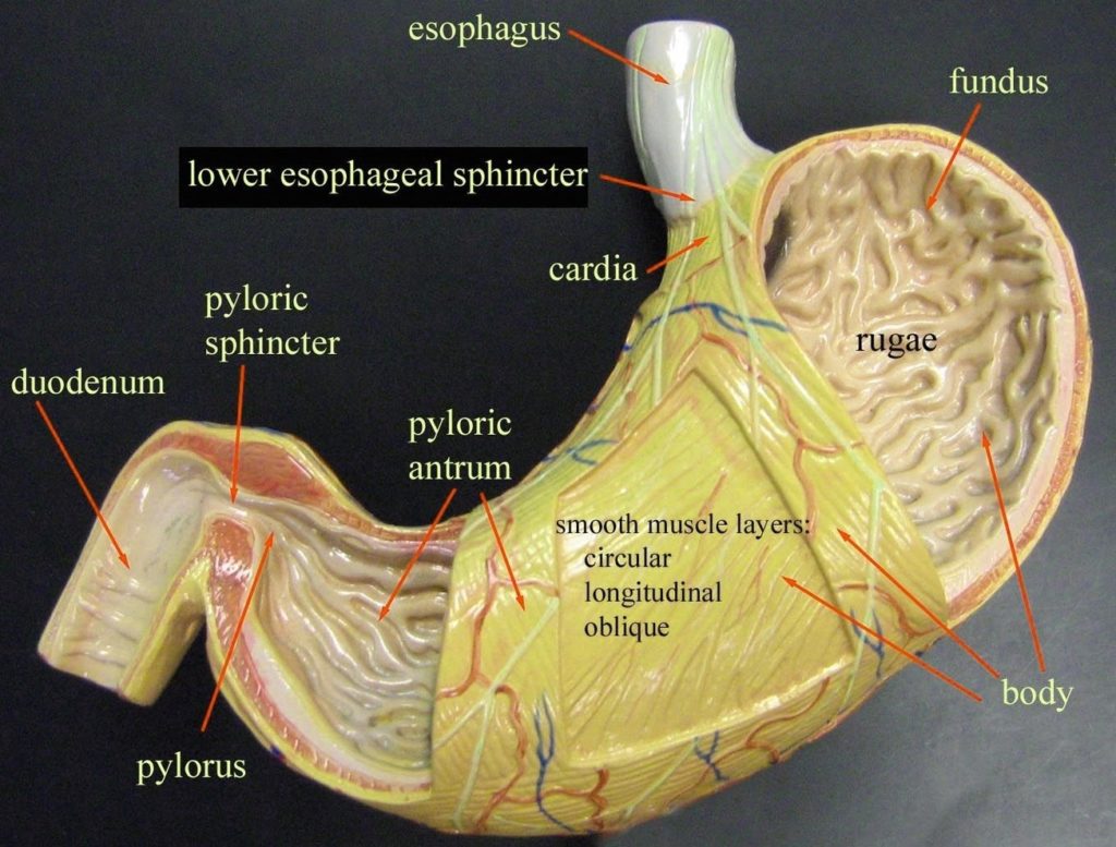 Abdominal Muscles Illustration Anatomy System Human Body Anatomy