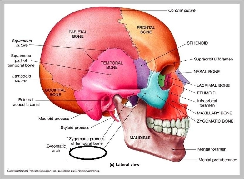 Temporal Process Image Anatomy System Human Body Anatomy diagram