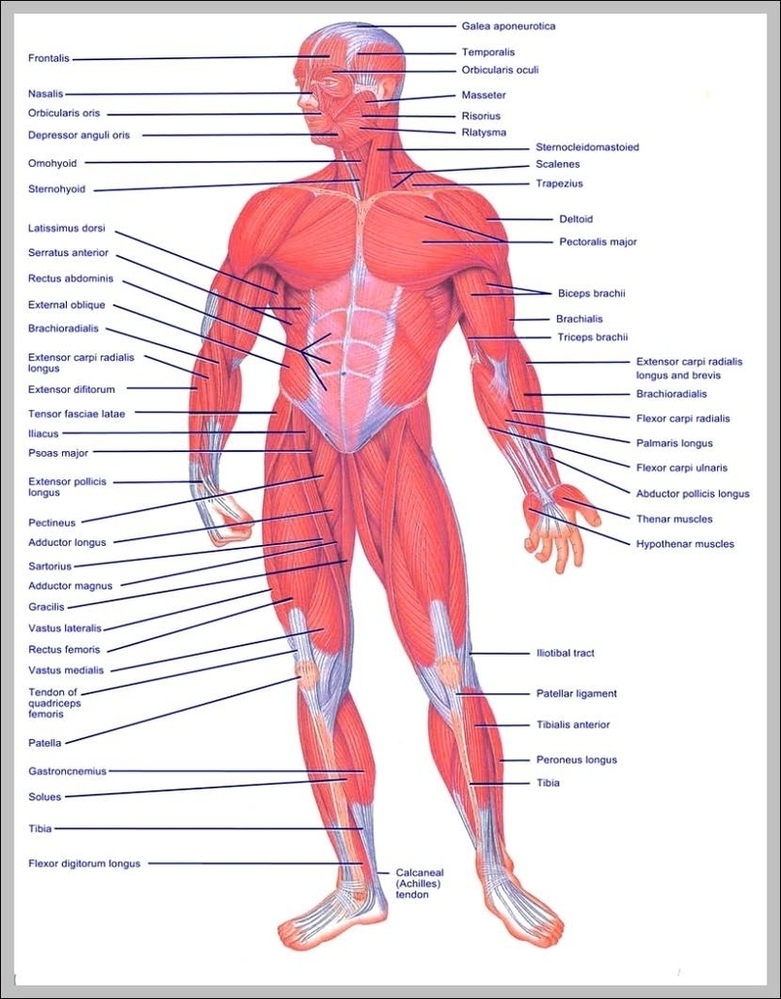 Upper Muscles Of The Body Image Anatomy System Human Body Anatomy