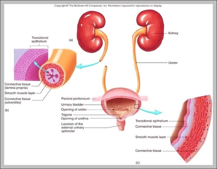 ureter Anatomy System Human Body Anatomy diagram and chart images
