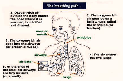 breathing anatomy – Anatomy System – Human Body Anatomy diagram and