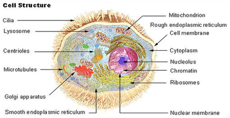 Cell structure diagram – Anatomy System – Human Body Anatomy diagram