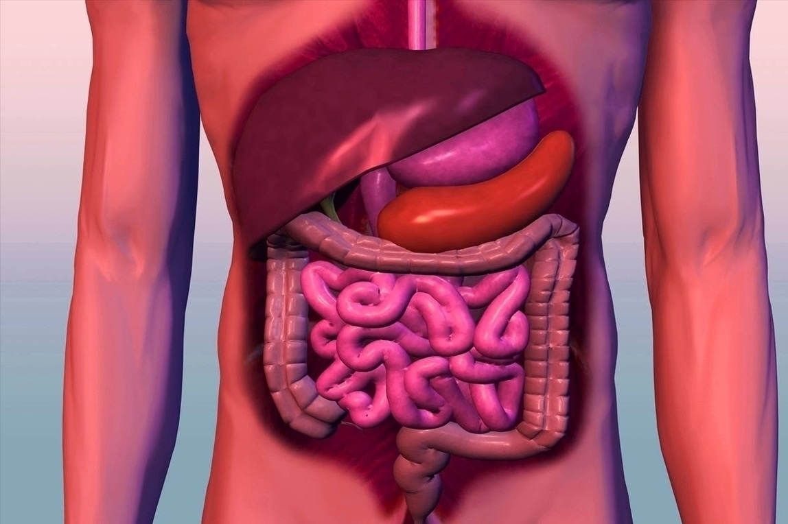Digestive System Anatomy System Human Body Anatomy diagram and