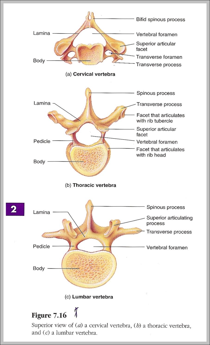 vertebrae labeled Anatomy System Human Body Anatomy diagram and