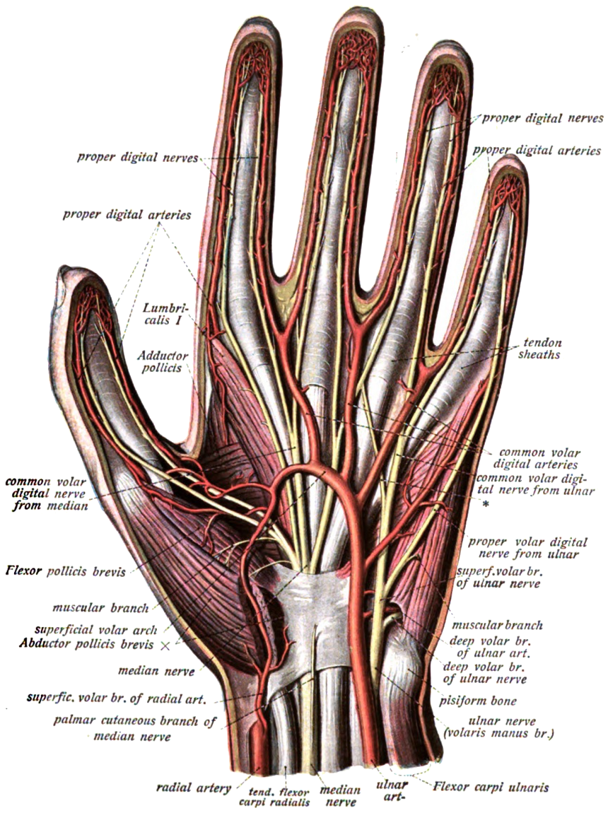 Sobotta 1909 fig.562 Arteries and nerves of the palm of the hand
