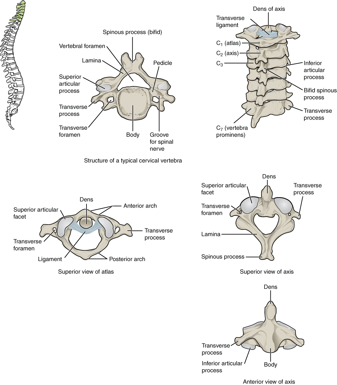 OpenStax AnatPhys fig.7.25 Cervical Vertebrae English labels