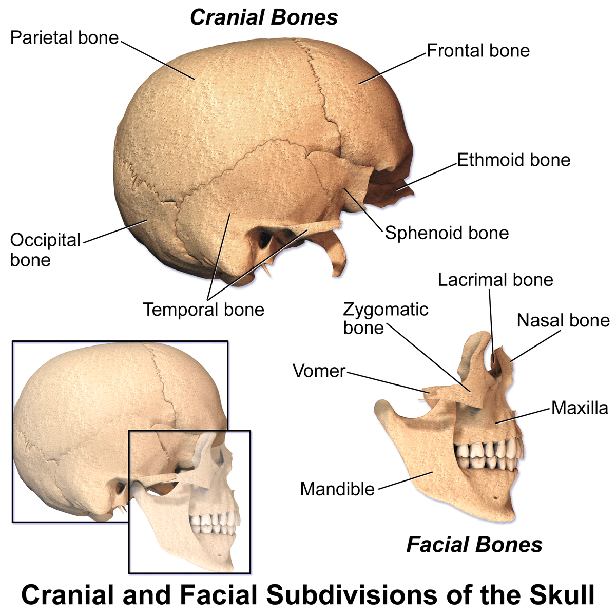 Blausen Bones of the skull English labels AnatomyTOOL