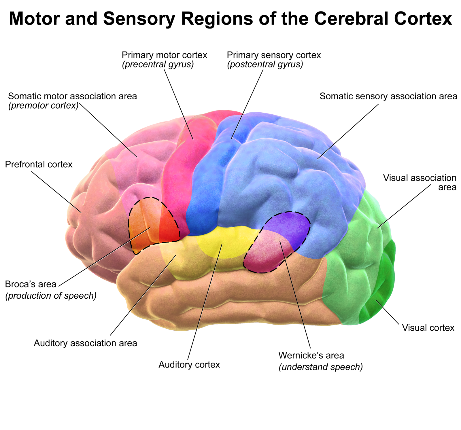 Blausen 0102 Regions of the cerebral cortex English labels