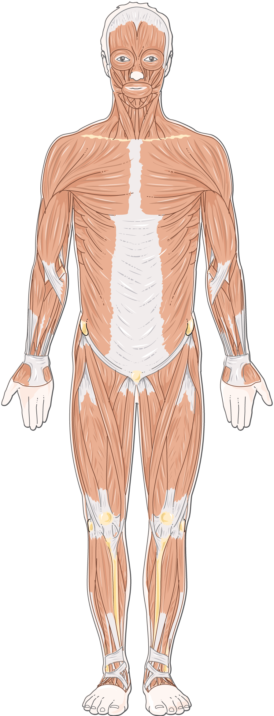 Muscular System Diagram No Labels NSPA Muscle Labeling — Printable