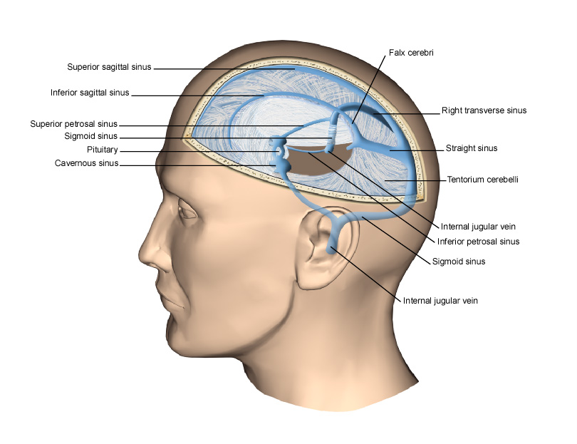RCSI Drawing Dural sinuses English labels AnatomyTOOL