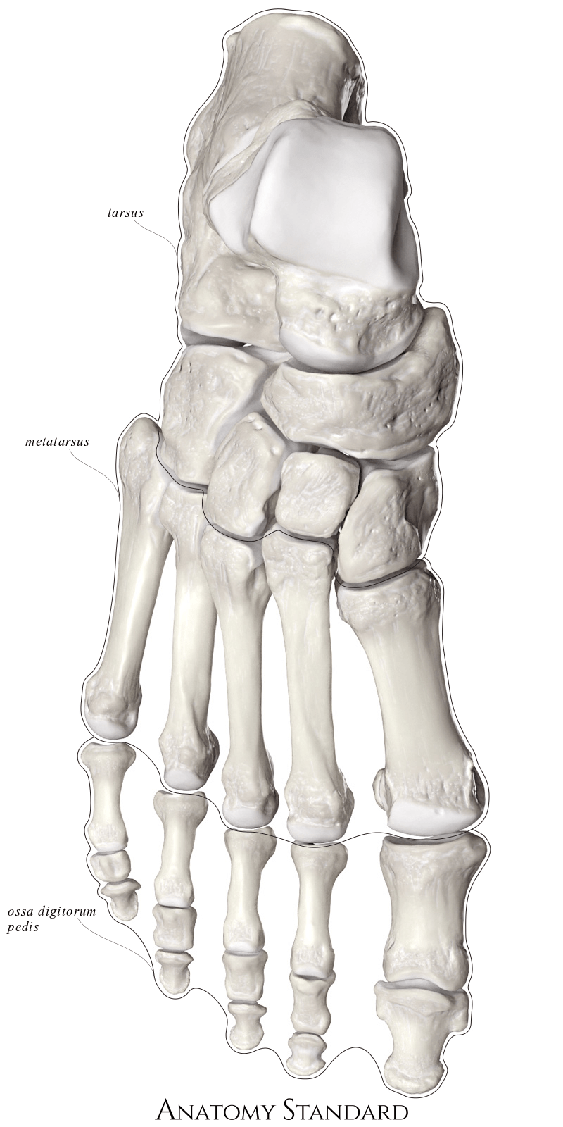 Anatomy Standard Drawing Bones of foot dorsal view Latin labels