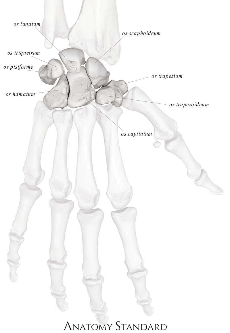 Anatomy Standard Drawing Carpal bones in situ dorsal view Latin