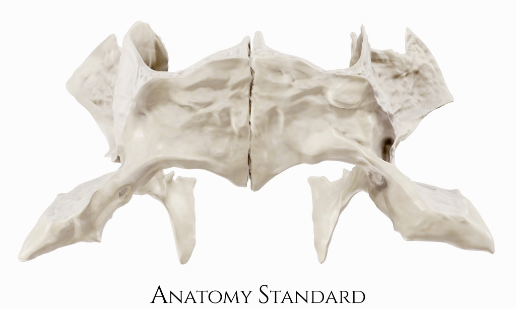 Anatomy Standard Drawing Palatine bones inferior view no labels