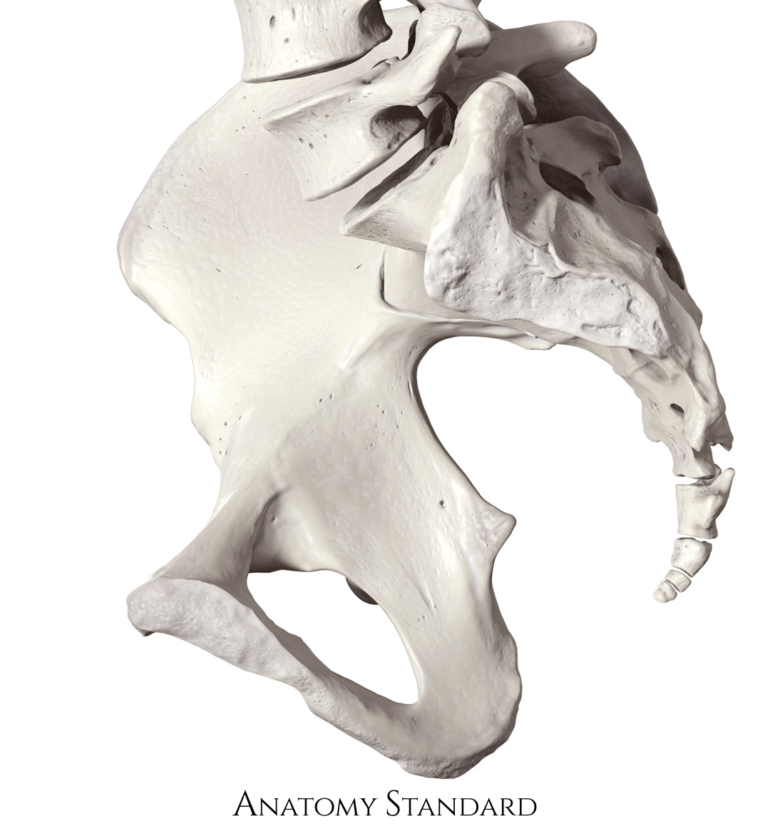 Anatomy Standard Drawing Medial view of female pelvis no labels