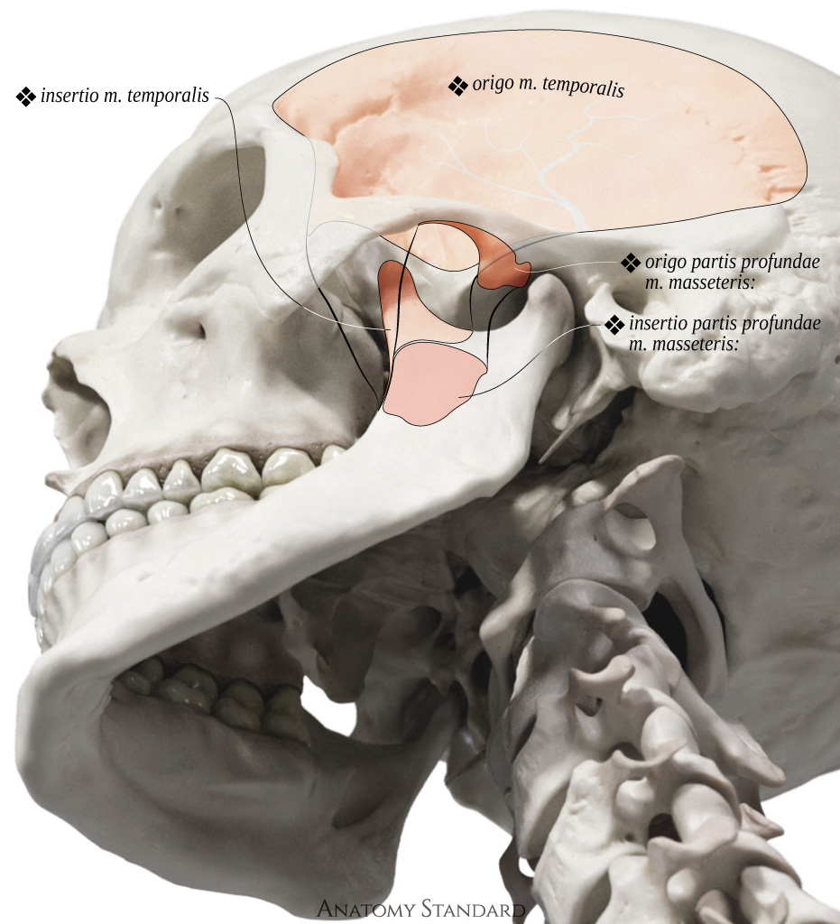 Anatomy Standard Origo and insertio of temporal muscle and deep part