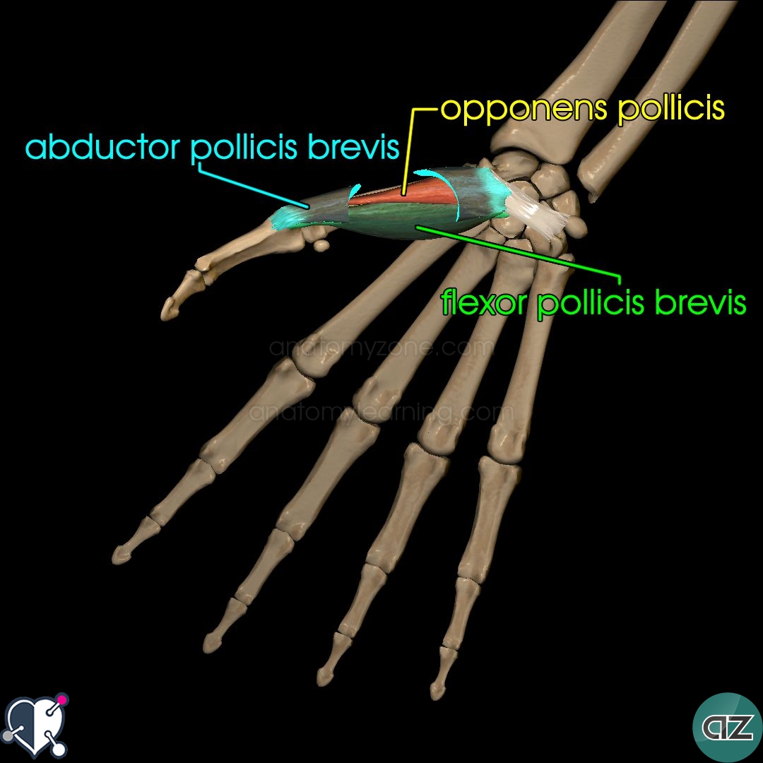 Muscles of the Hand AnatomyZone