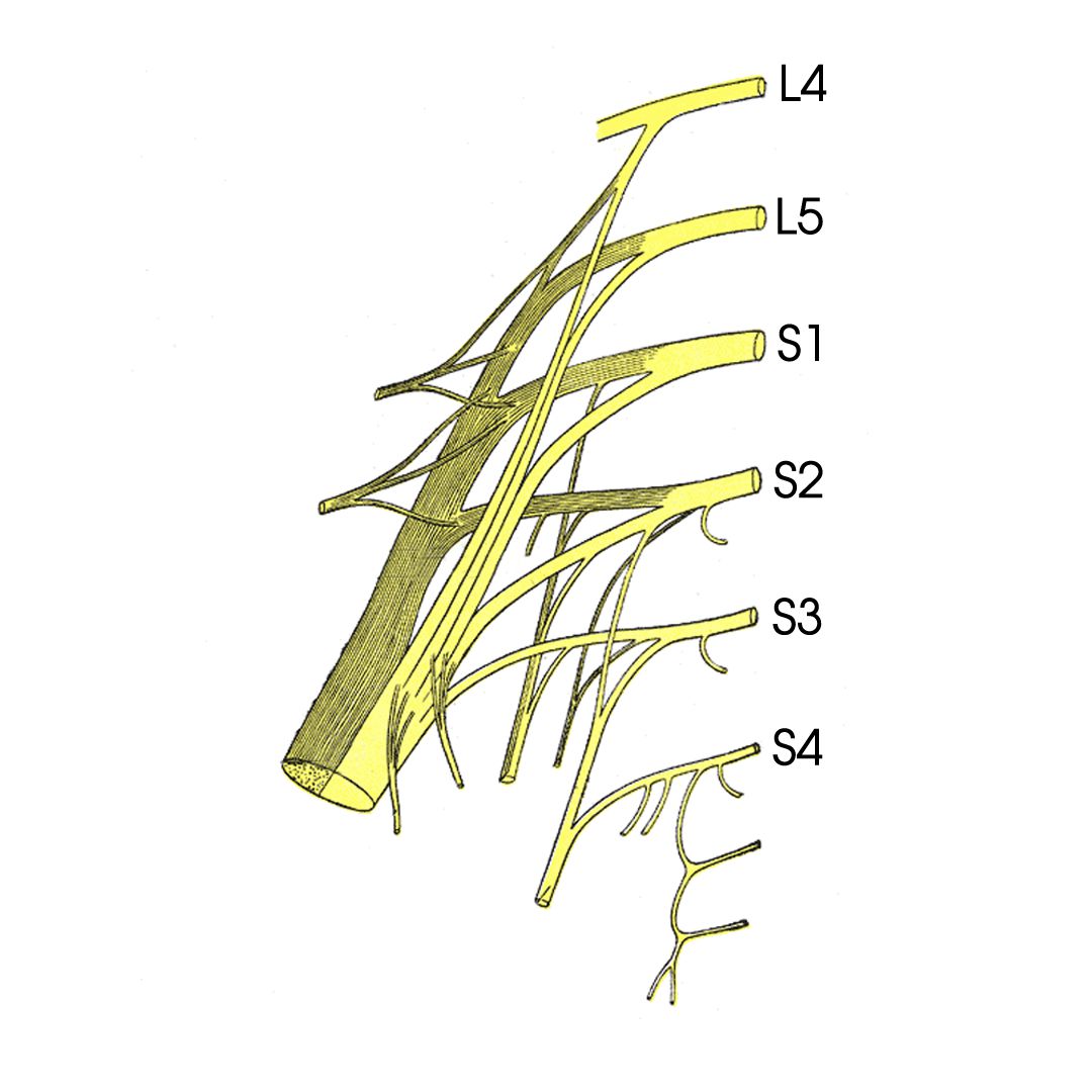 Sacral Plexus AnatomyZone