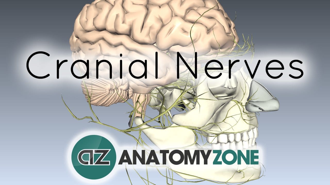 Cranial Nerves Basics • Nervous System • AnatomyZone