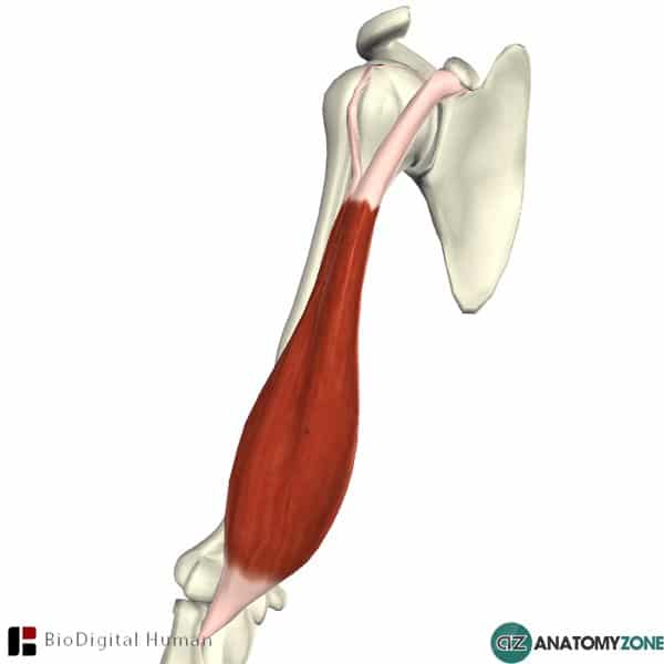 Biceps Brachii AnatomyZone