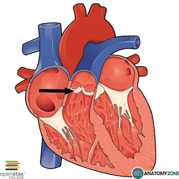 Pulmonary Valve AnatomyZone
