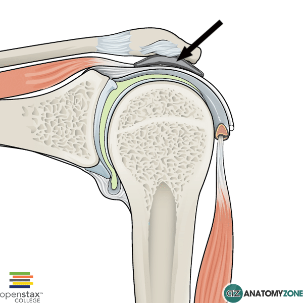 Subacromial Bursa AnatomyZone