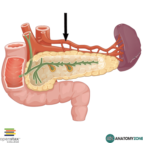 Splenic Artery AnatomyZone